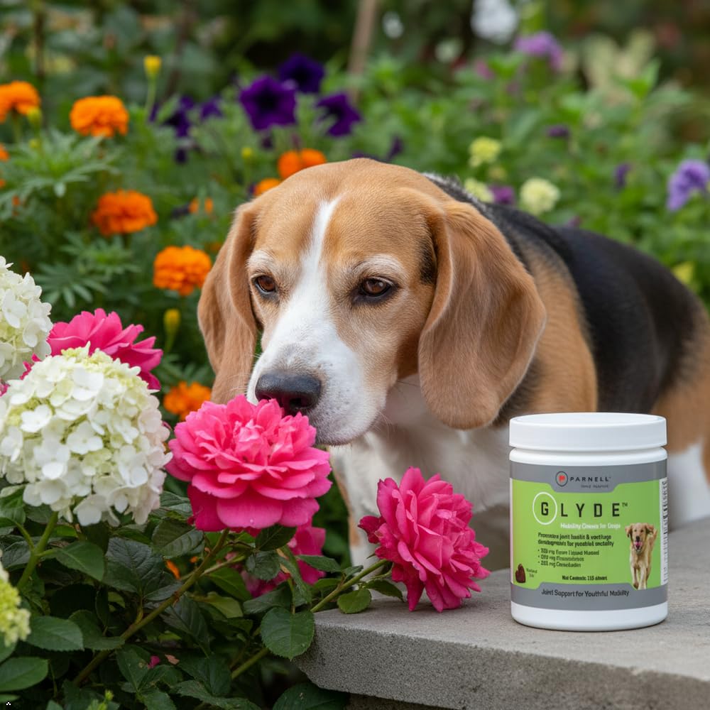 Hip & Joint Supplement for Dogs, 120 Chews W3561