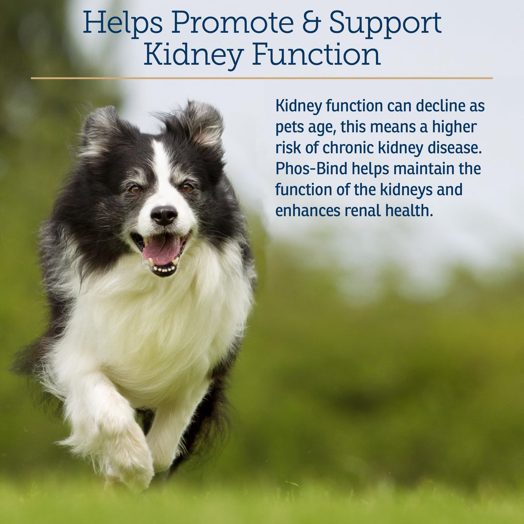 Kidney Support Supplement Powder 200g Z150