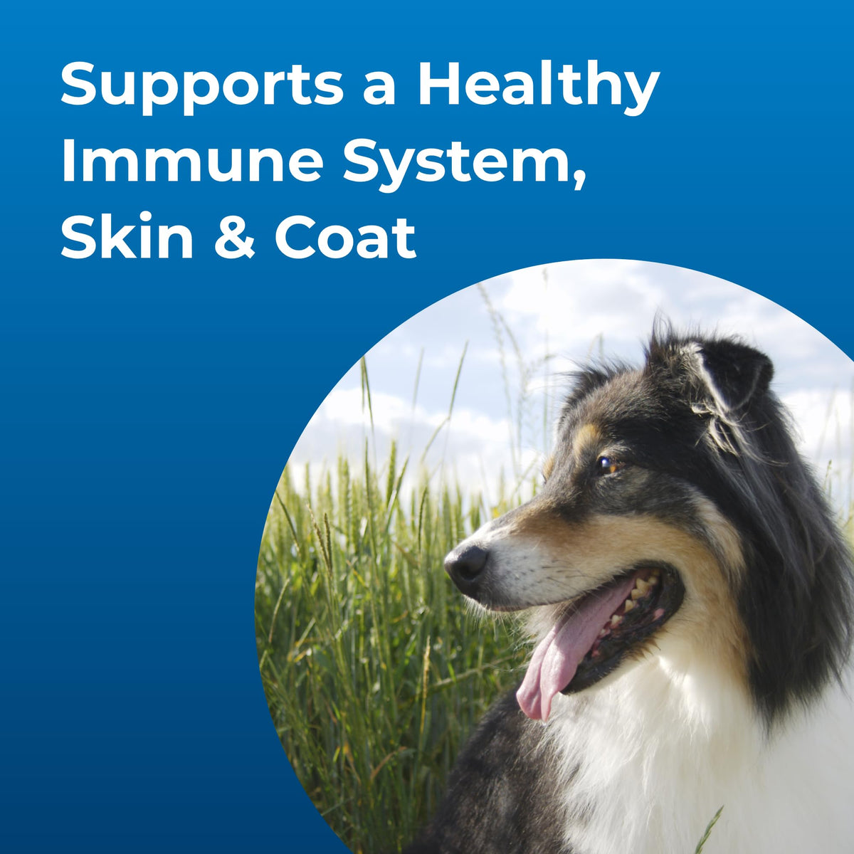 High Calorie Liquid Nutritional Supplement for Dogs & Puppies 16 oz I81079