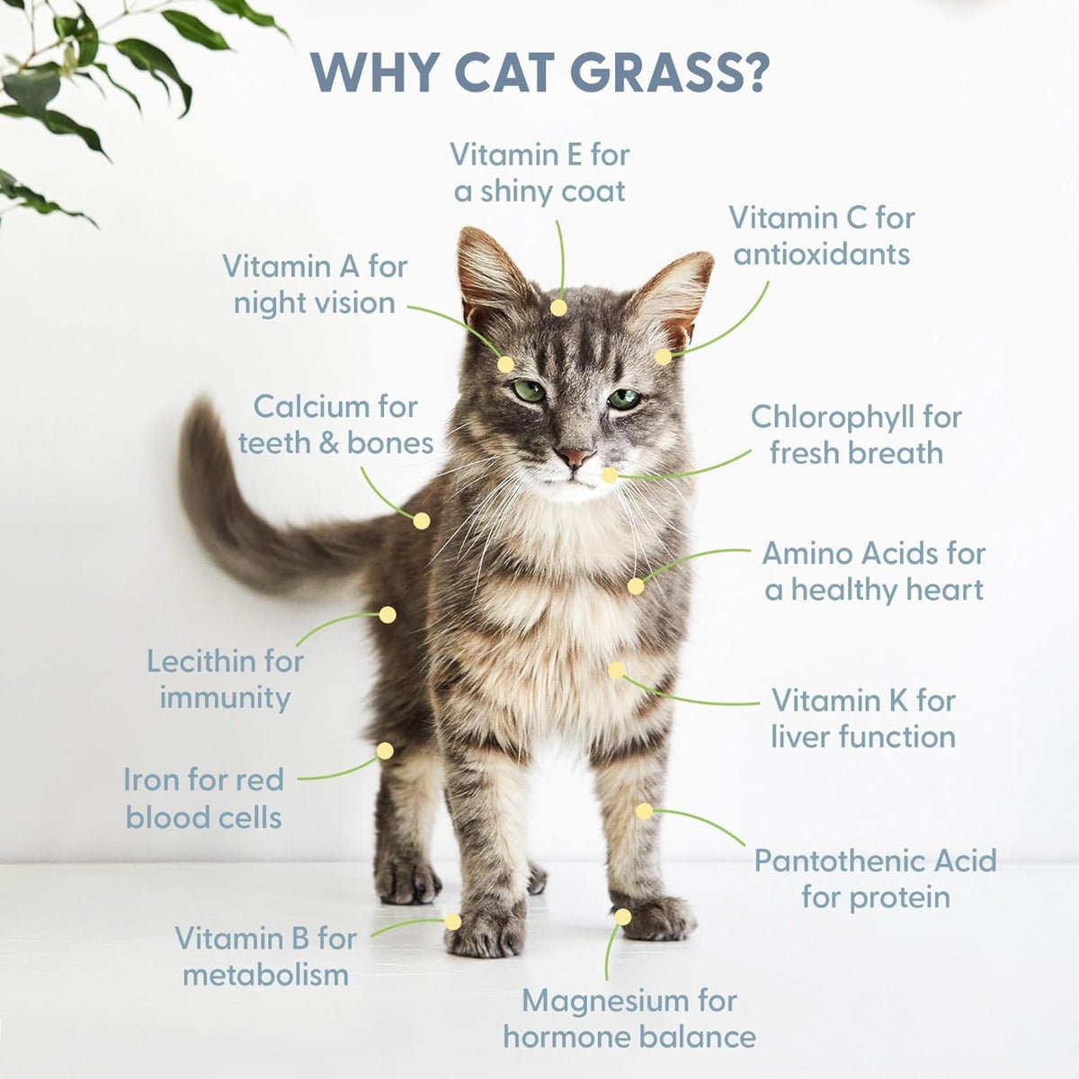 Organic Cat Grass Grow Bag Kit 3 Pack W680770
