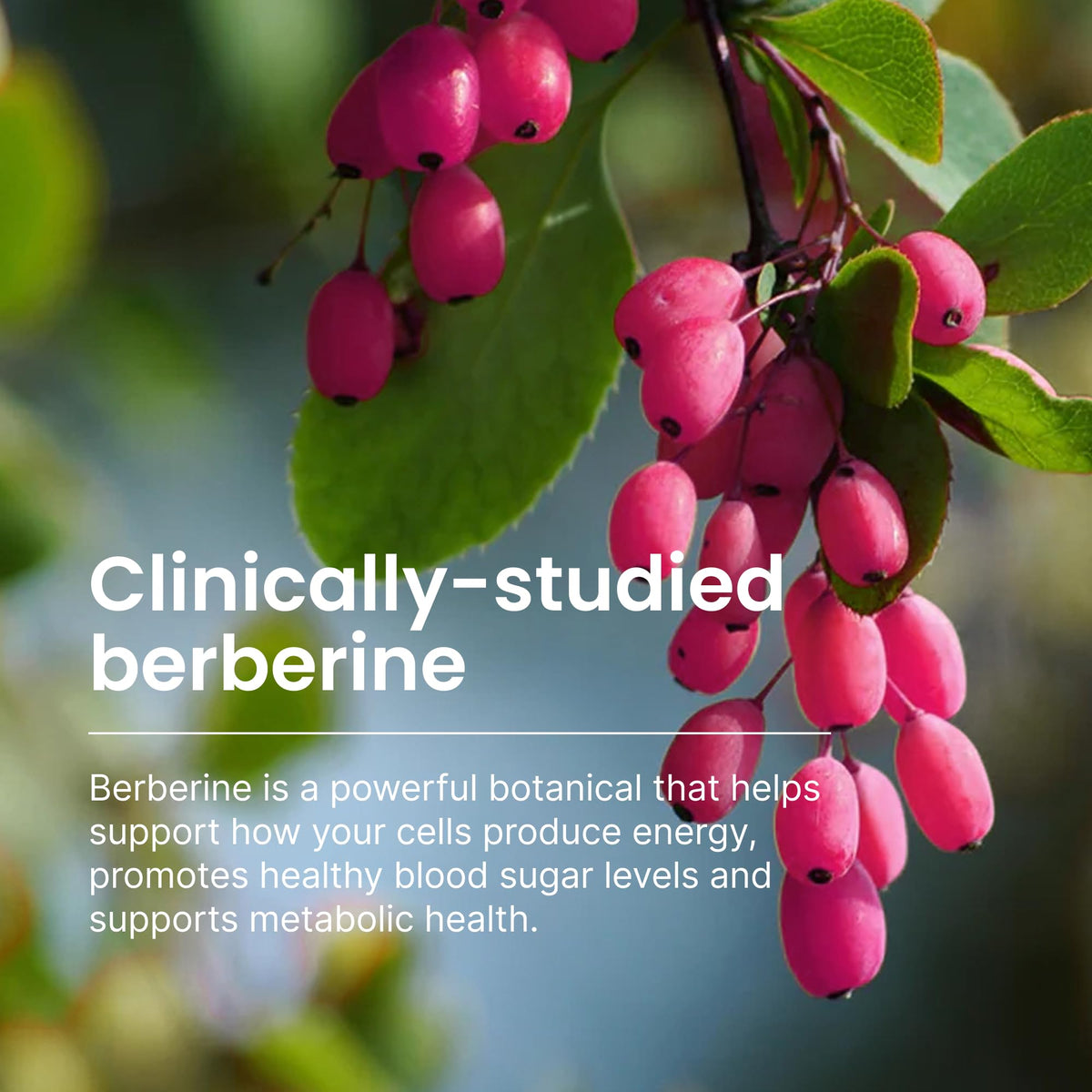 550mg Berberine Capsules 30 Ct L314