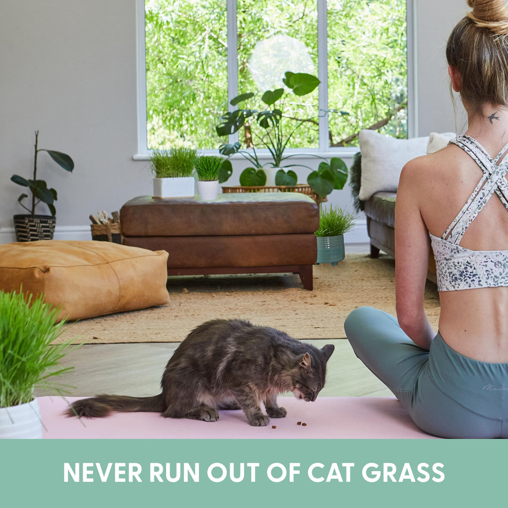 Organic Cat Grass Grow Bag Kit 3 Pack W680770