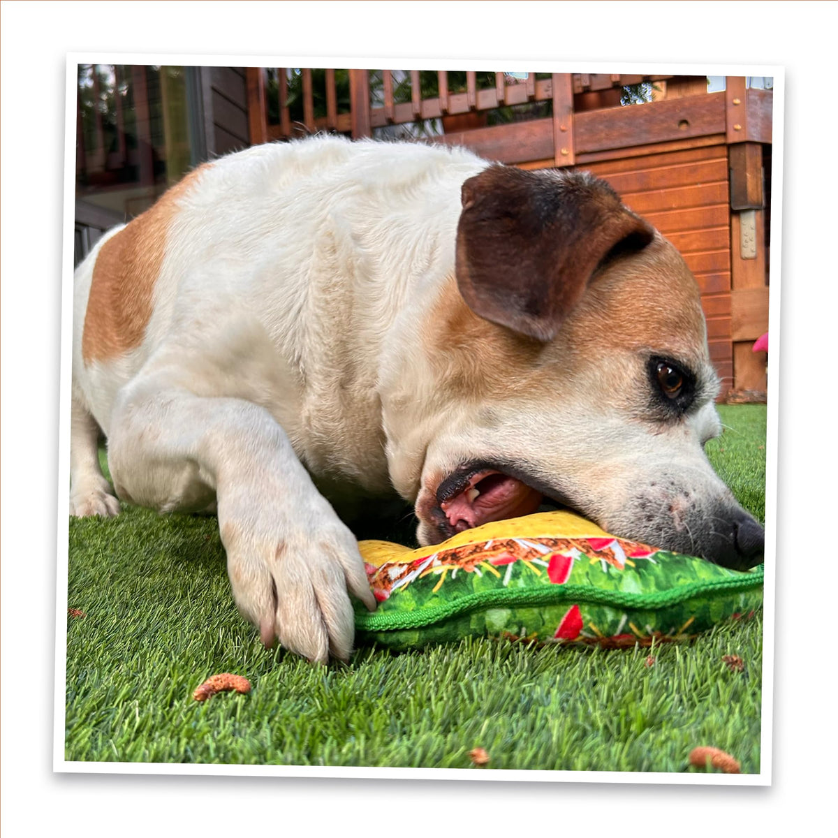 Squeaky Refillable Plush Dog Toy M9597