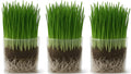 Organic Cat Grass Grow Bag Kit 3 Pack W680770