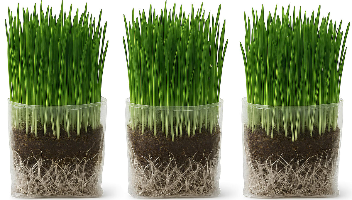 Organic Cat Grass Grow Bag Kit 3 Pack W680770
