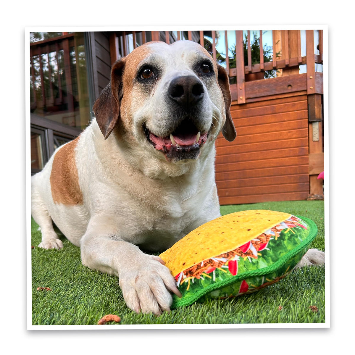 Squeaky Refillable Plush Dog Toy M9597