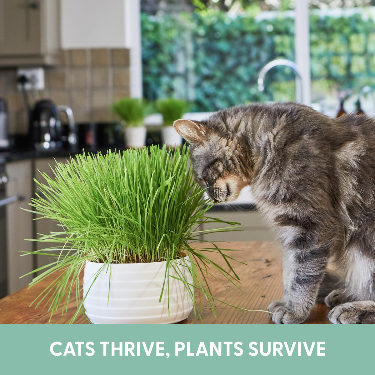 Organic Cat Grass Grow Bag Kit 3 Pack W680770